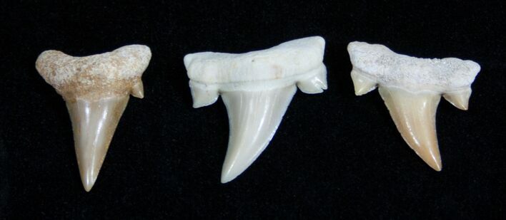 Small Otodus Fossil Shark Teeth #1754